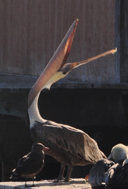 pelican on the Old Fisherman's Wharf